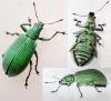 Polydrusus planifrons
